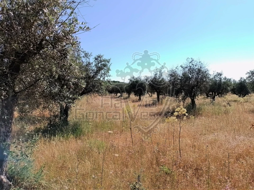 Terreno para Venda em Gloria Foto 5