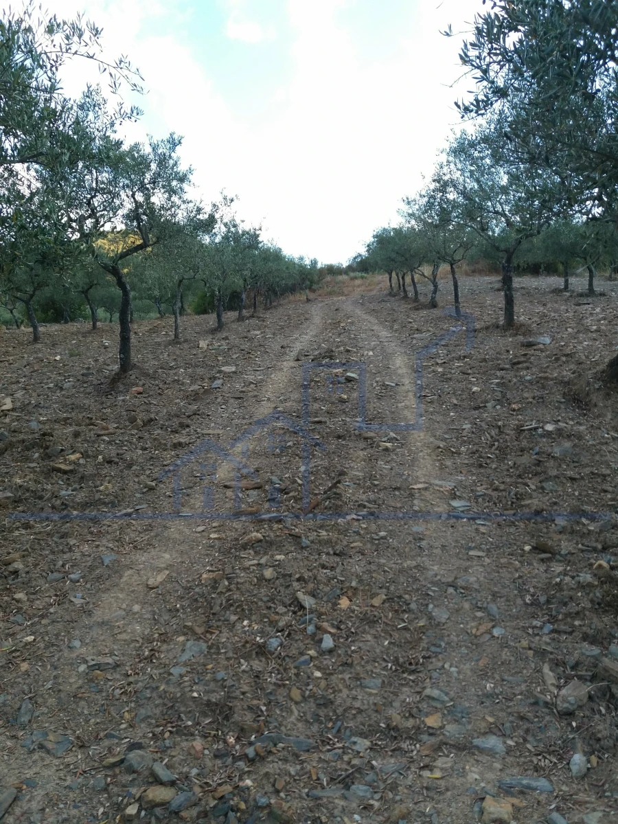 Terreno para Venda em Felgueiras e Maçores Foto 4