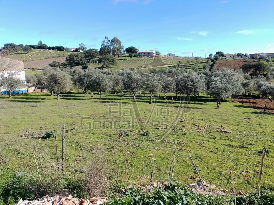 Terreno para Venda em Gloria Foto 7