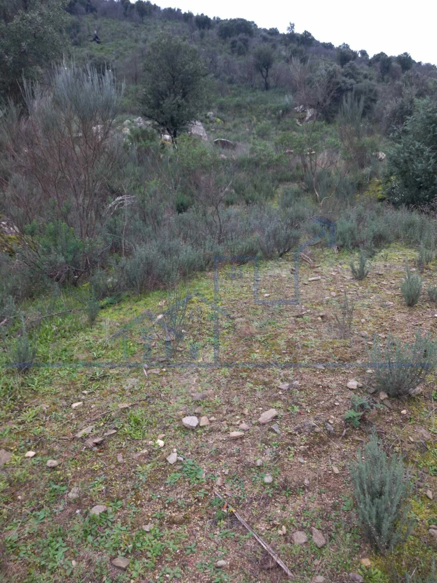 Terreno para Venda em Adeganha e Cardanha Foto 4