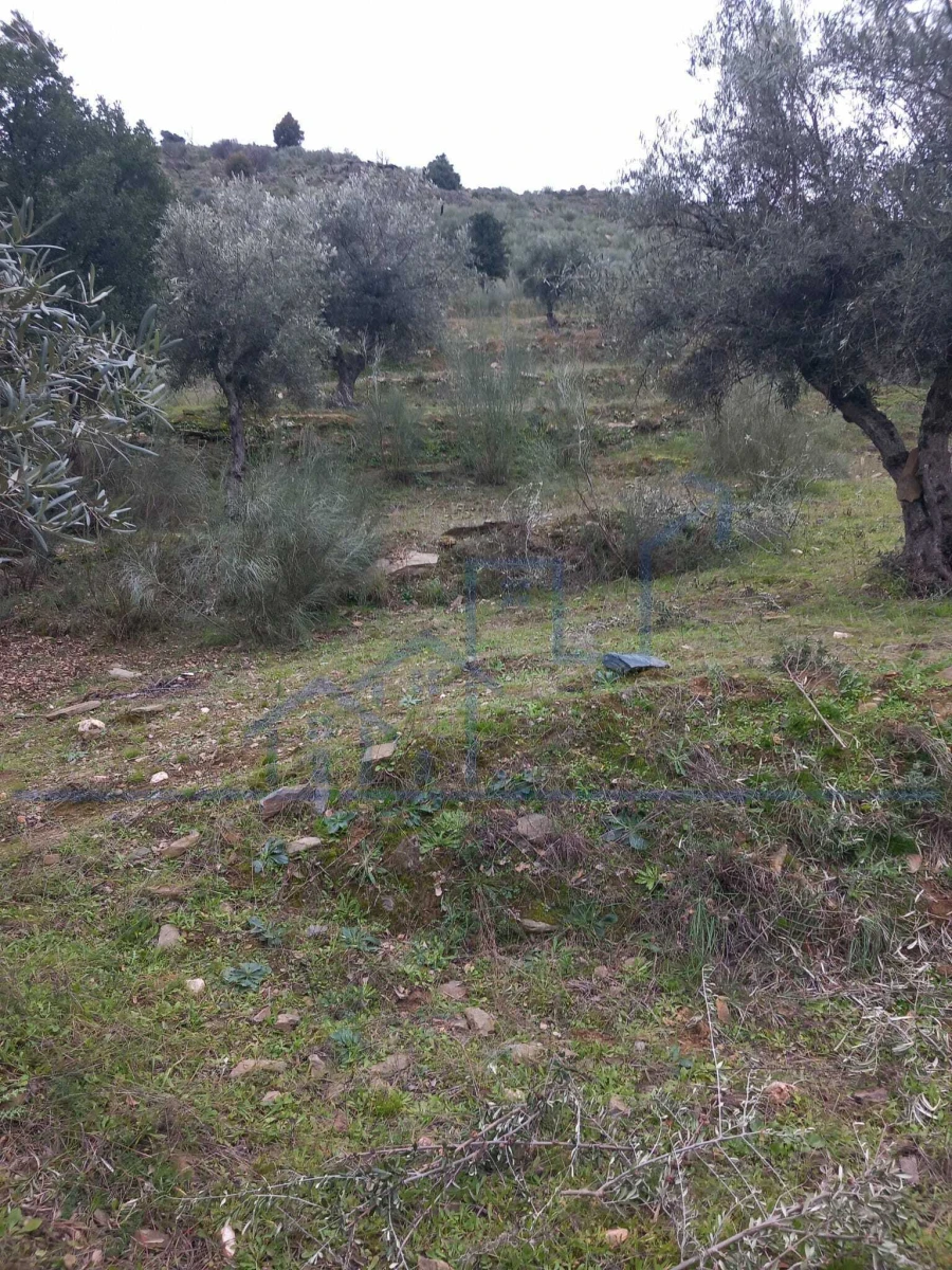 Terreno para Venda em Adeganha e Cardanha Foto 9