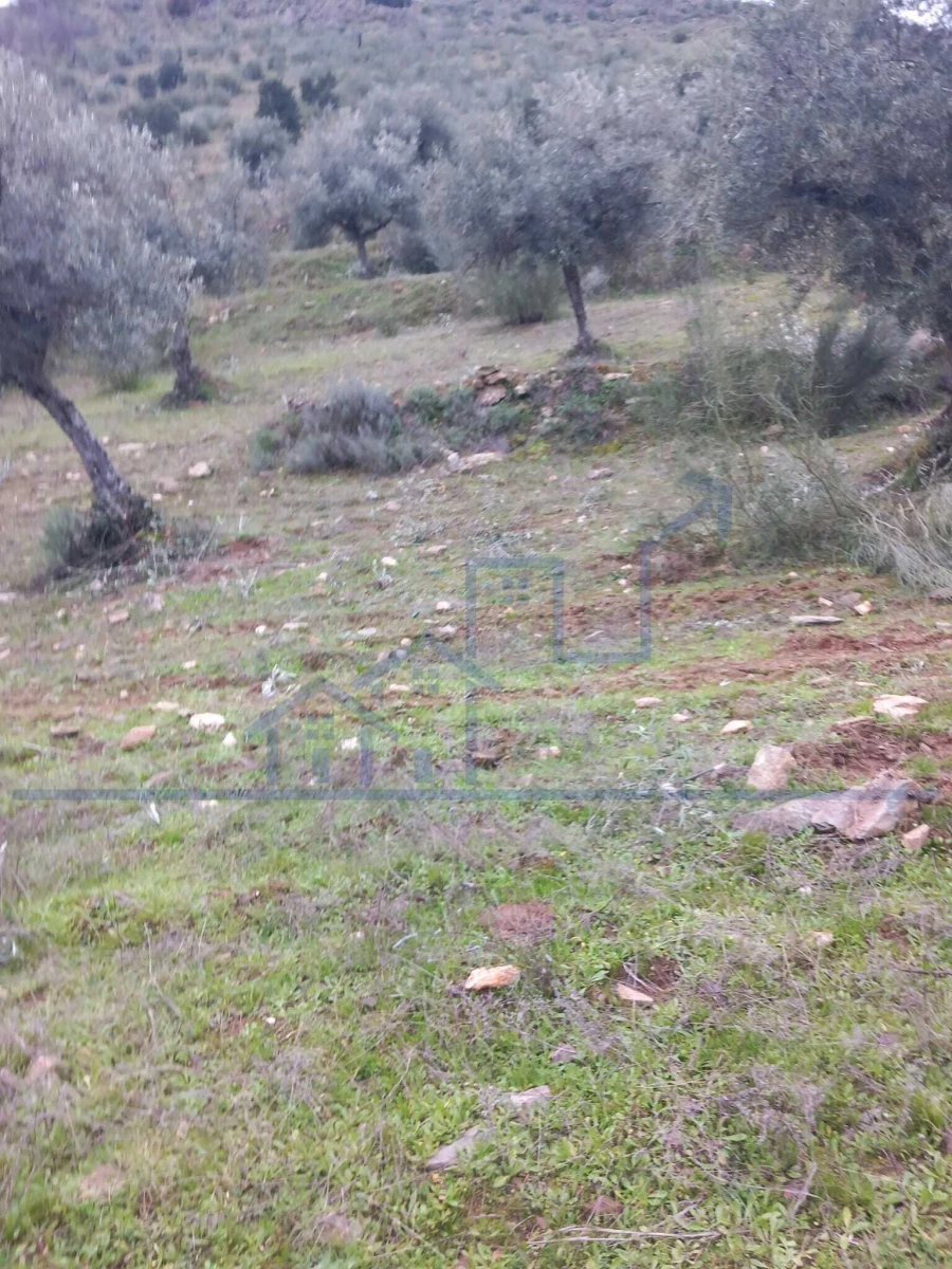 Terreno para Venda em Adeganha e Cardanha Foto 7