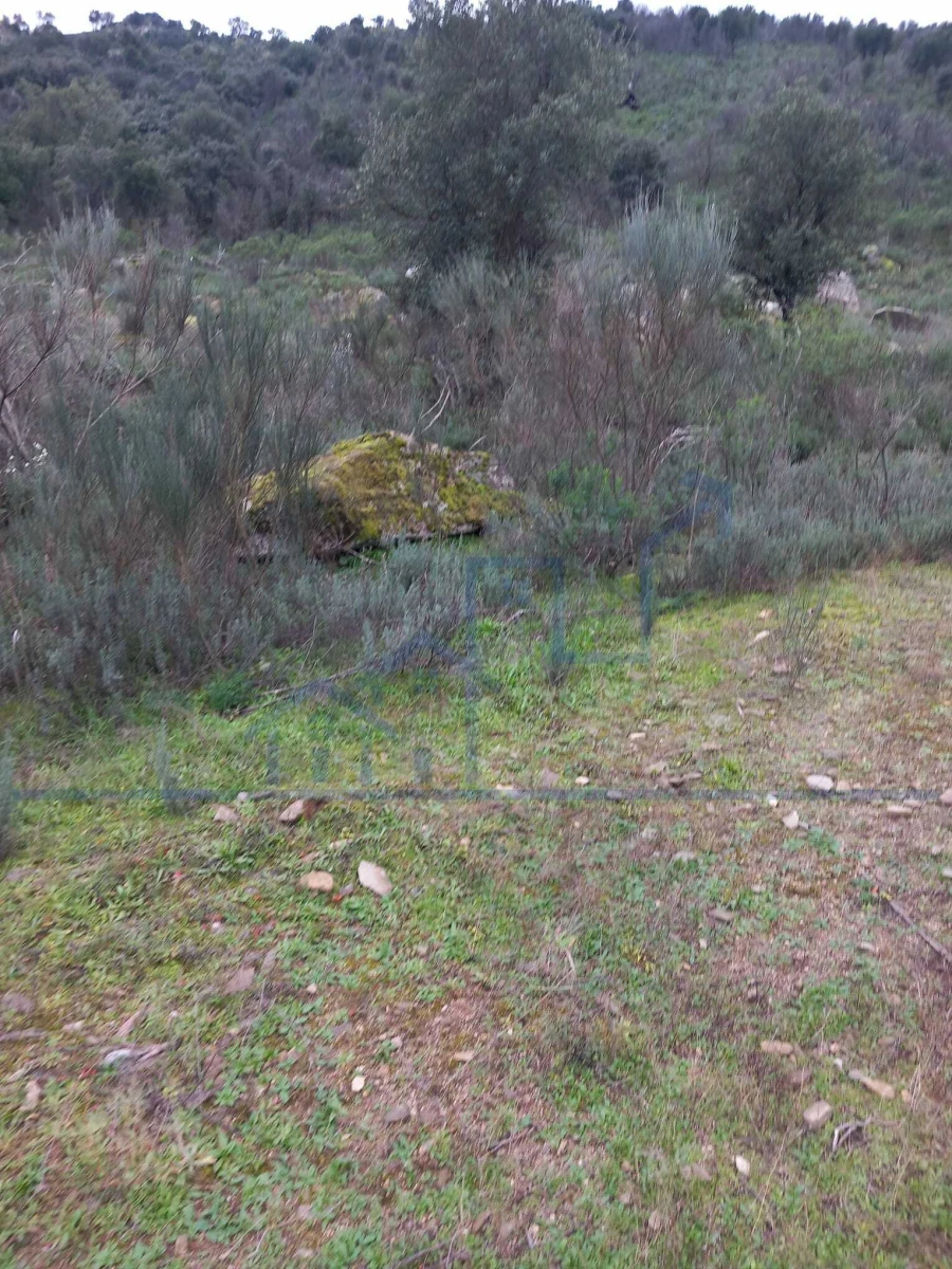 Terreno para Venda em Adeganha e Cardanha Foto 11