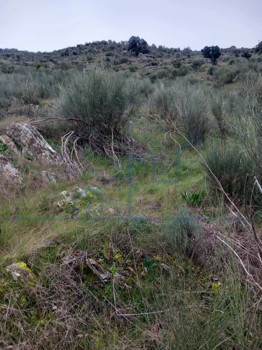 Terreno para Venda em Adeganha e Cardanha Foto 5