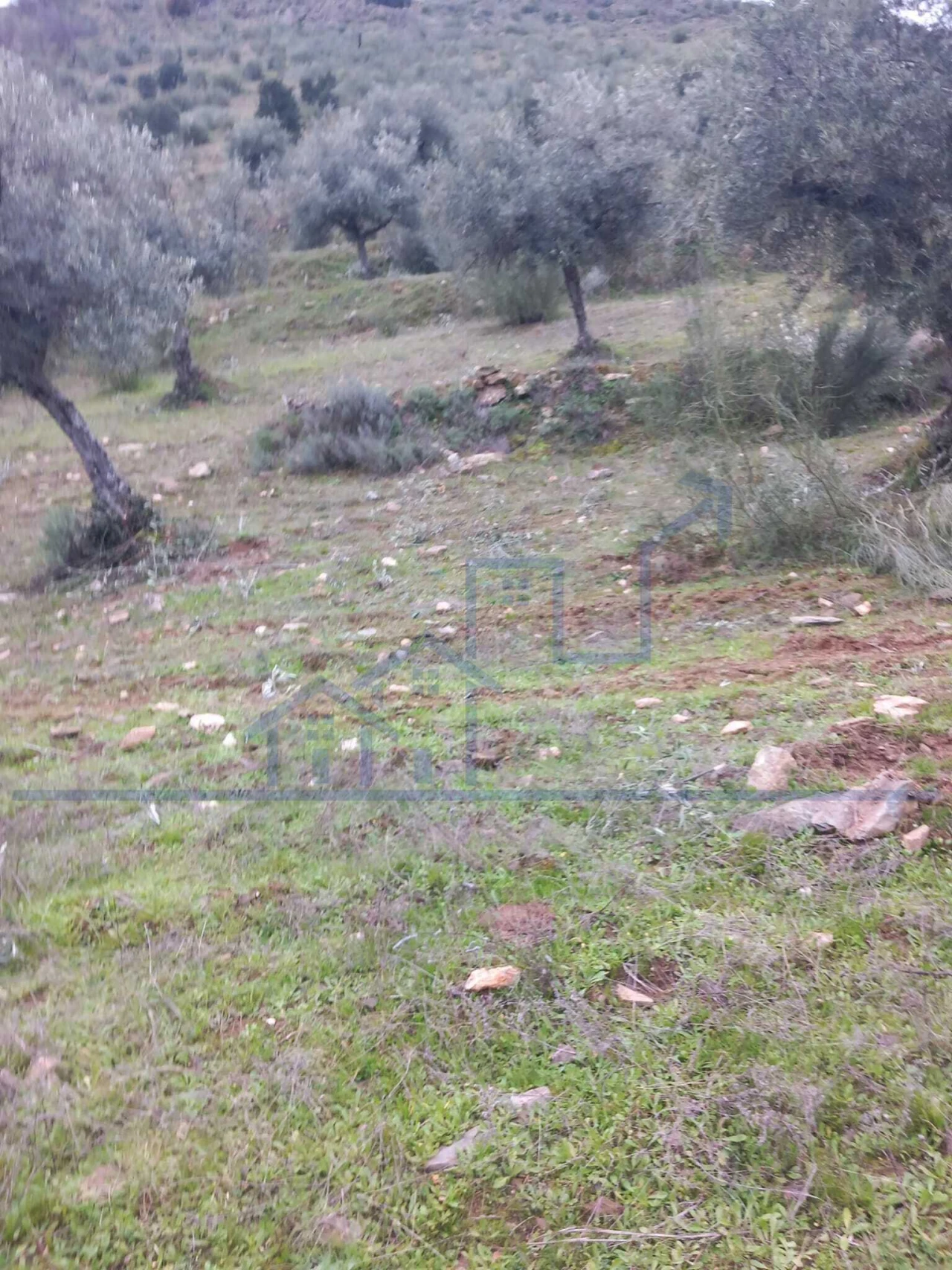 Terreno para Venda em Adeganha e Cardanha Foto 7