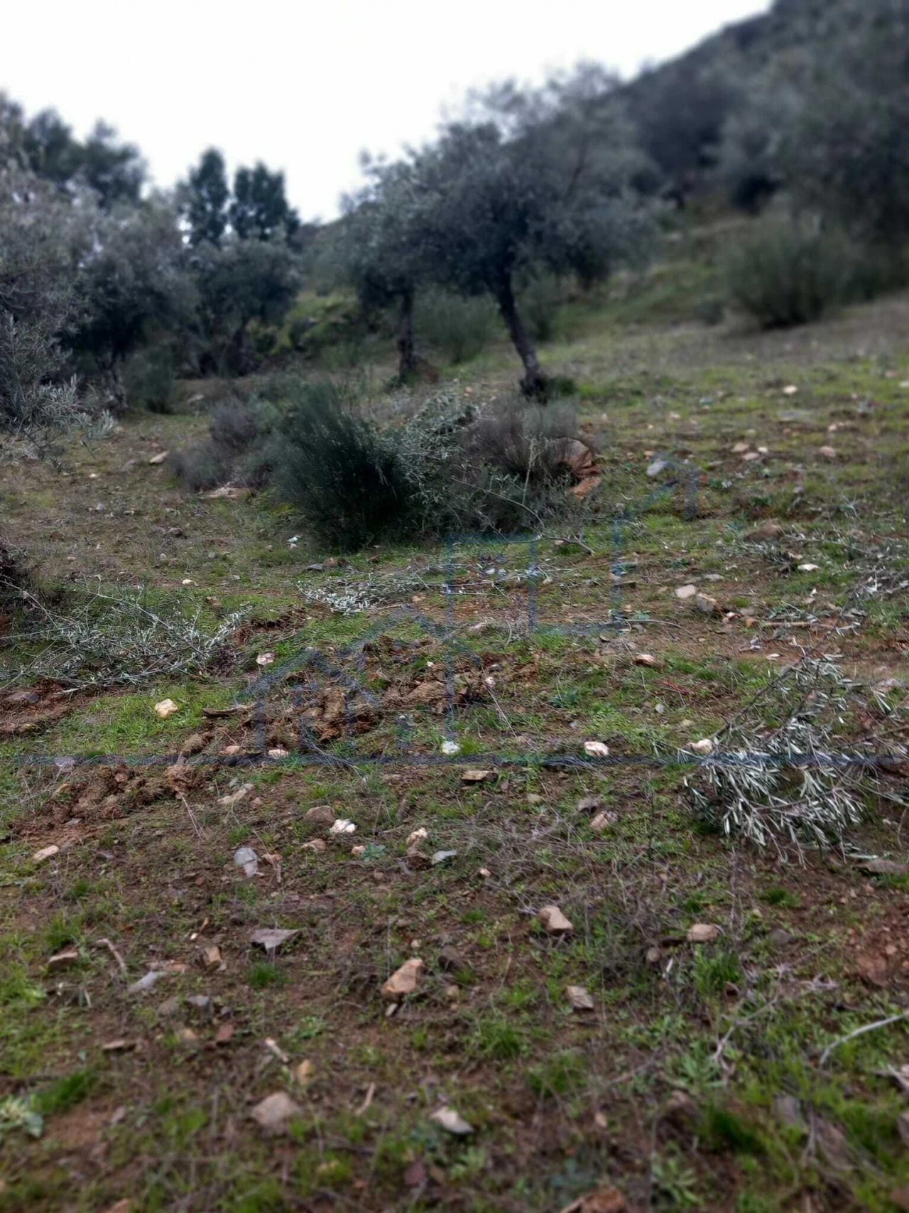 Terreno para Venda em Adeganha e Cardanha Foto 8