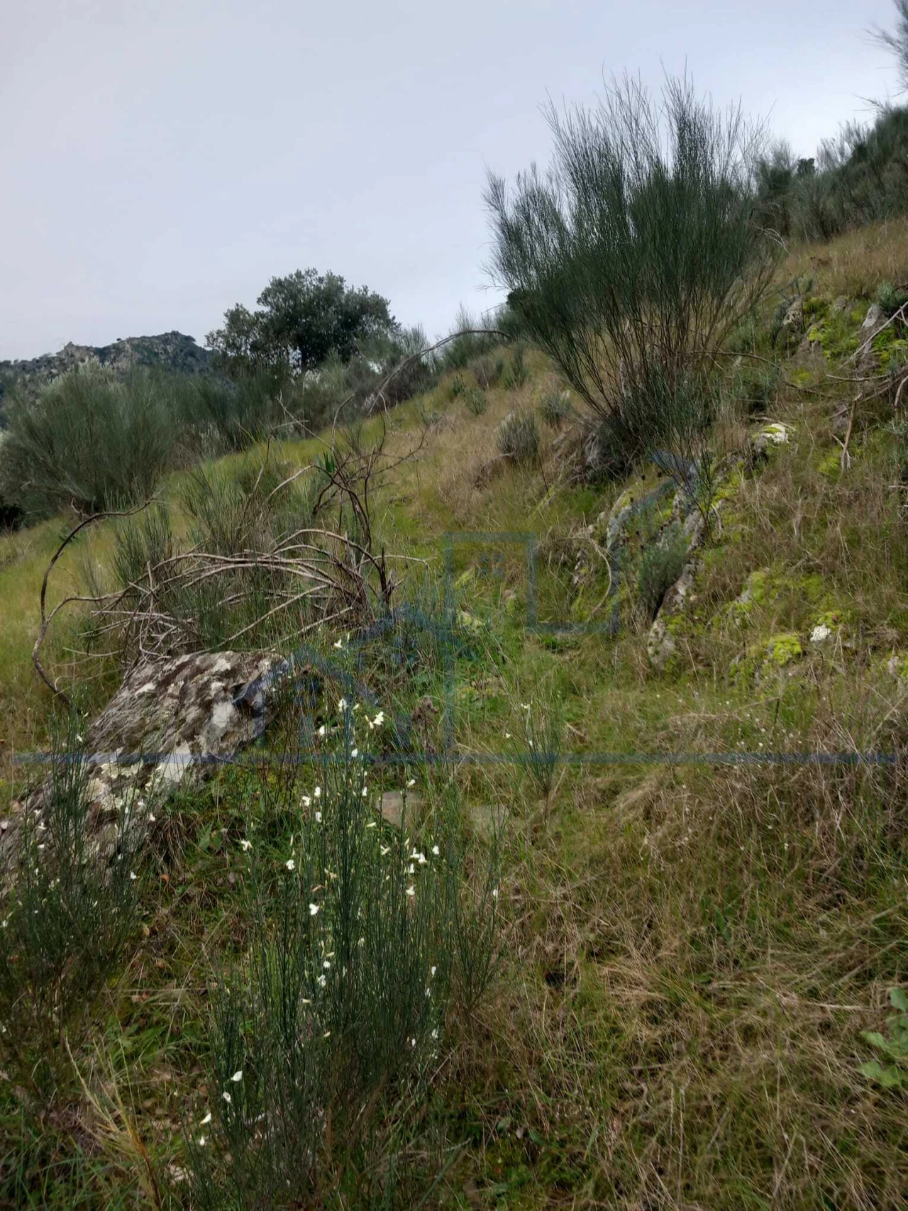 Terreno para Venda em Adeganha e Cardanha Foto 12