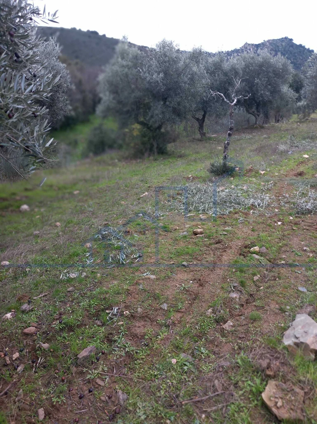 Terreno para Venda em Adeganha e Cardanha Foto 1