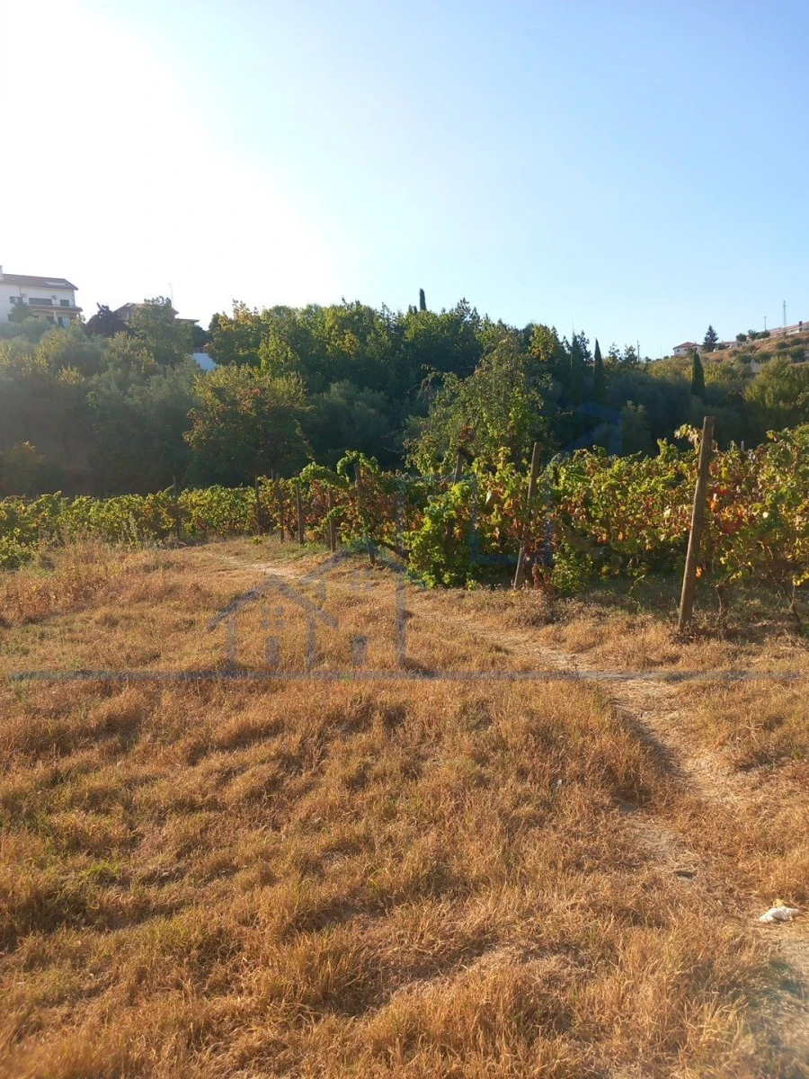 Terreno para Venda em Freixo de Espada a Cinta e Mazouco Foto 6