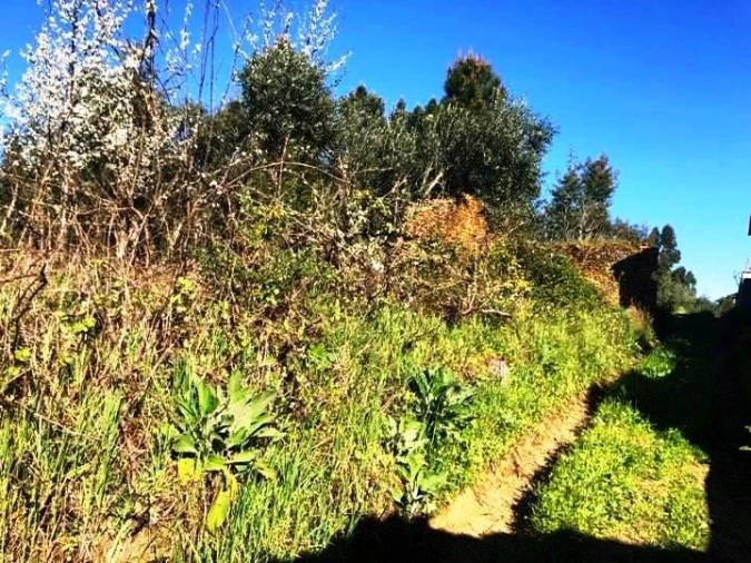 Terreno para Venda em Olalhas Foto 2