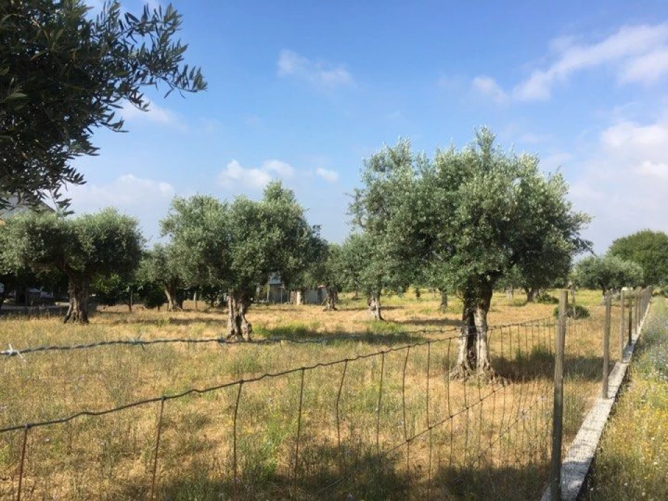 Terreno para Venda em São João Baptista e Santa Maria dos Olivais Foto 1
