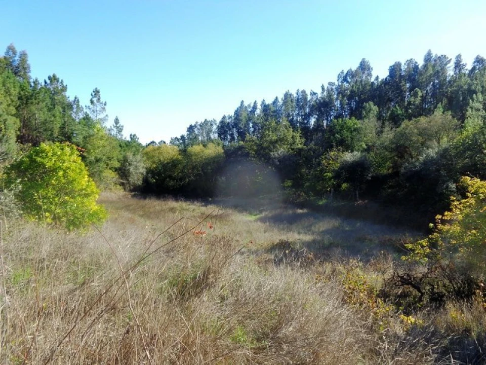 Terreno para Venda em Olalhas Foto 11