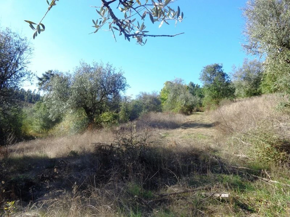 Terreno para Venda em Olalhas Foto 13