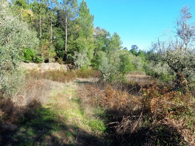 Terreno para Venda em Olalhas Foto 10
