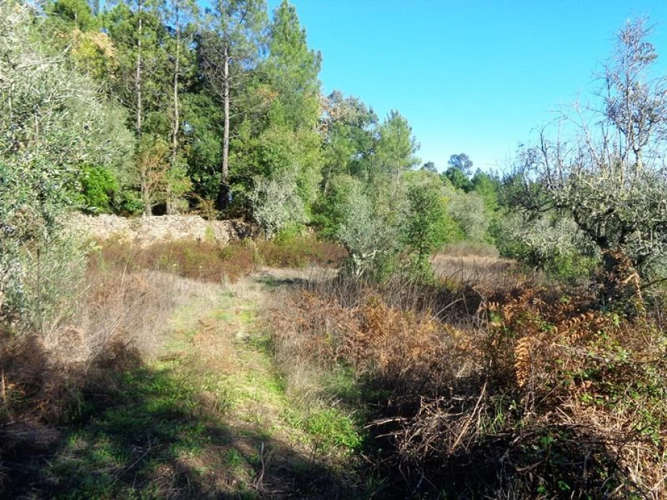 Terreno para Venda em Olalhas Foto 10