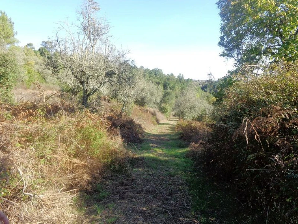 Terreno para Venda em Olalhas Foto 9