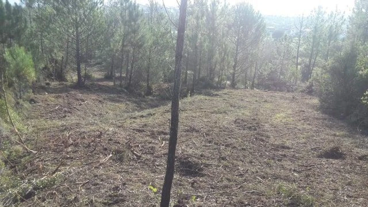 Terreno para Venda em São João Baptista e Santa Maria dos Olivais Foto 4