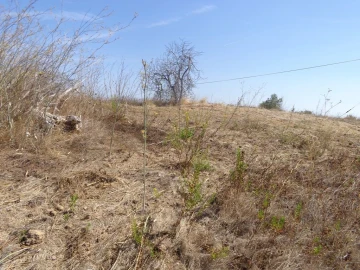 Terreno para Venda em São João Baptista e Santa Maria dos Olivais