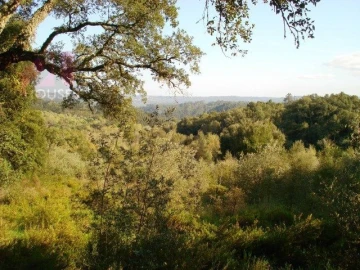 Terreno para Venda em Olalhas