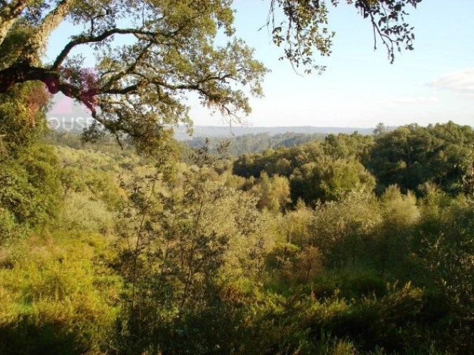 Terreno para Venda em Olalhas