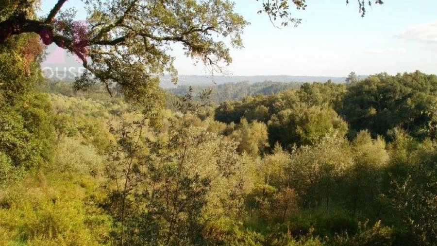 Terreno para Venda em Olalhas