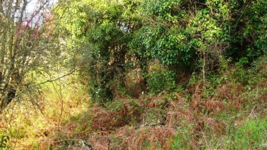 Terreno para Venda em Olalhas