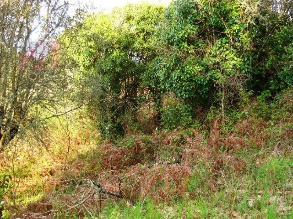 Terreno para Venda em Olalhas Foto 1