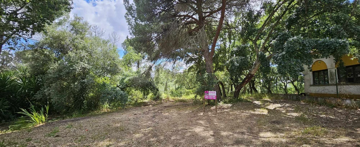 Terreno para Venda em Torres Novas (Santa Maria, Salvador e Santiago) Foto 1