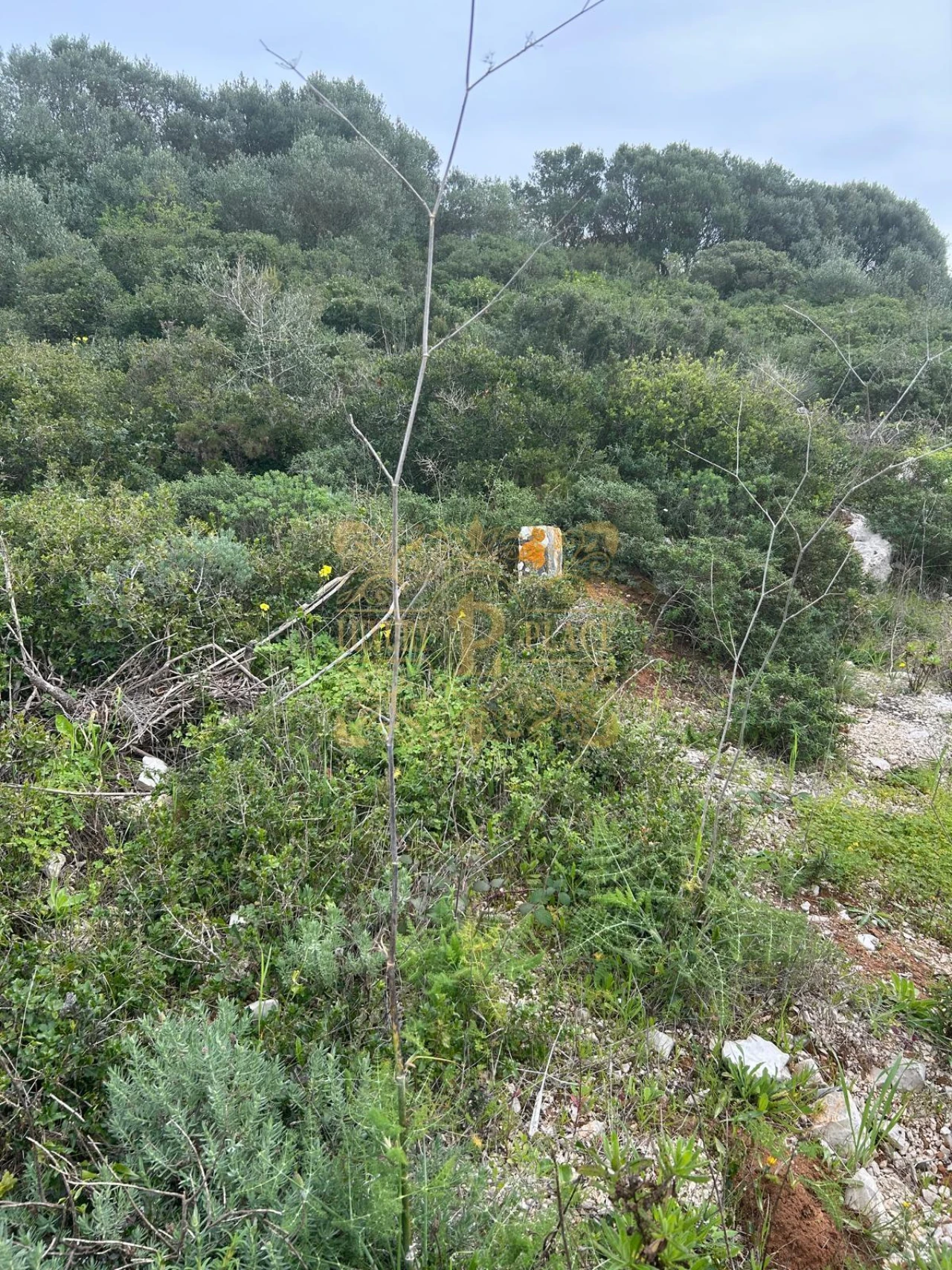 Terreno para Venda em Sesimbra (Castelo) Foto 1