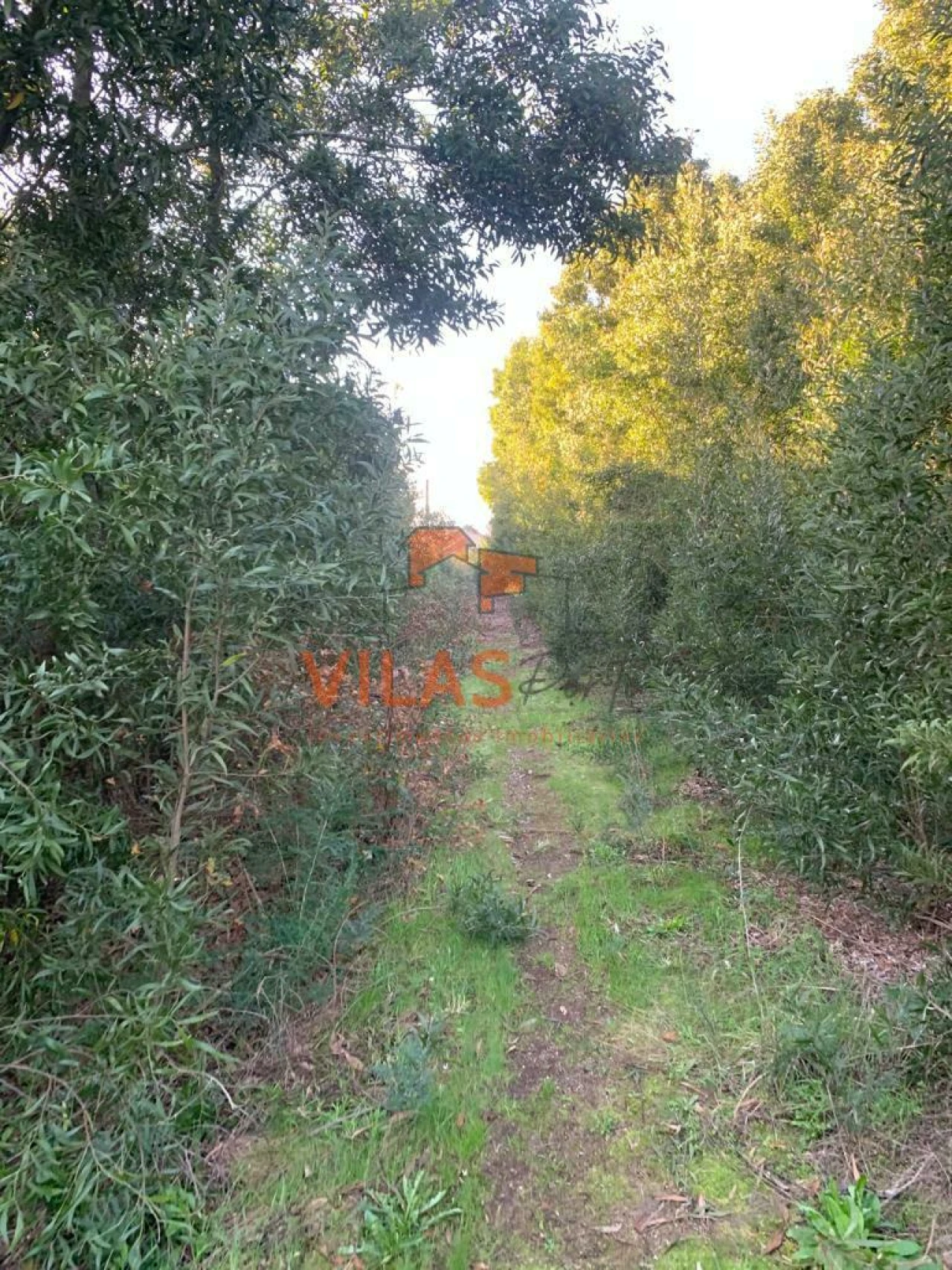 Terreno para Venda em Irivo Foto 18