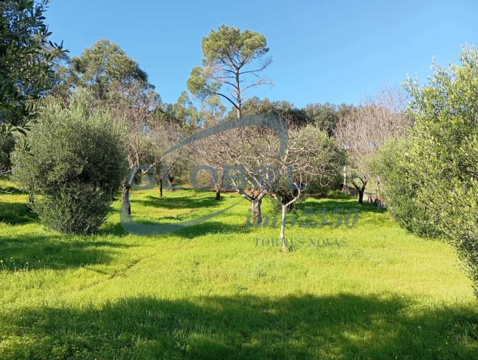 Terreno para Venda em Pedrogão Foto 9