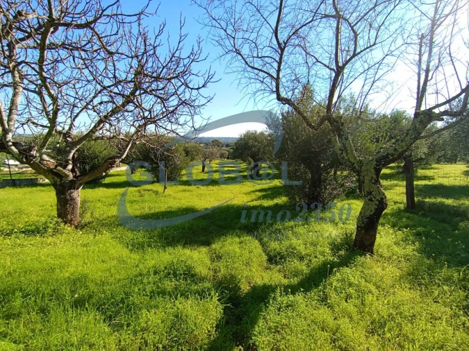 Terreno para Venda em Pedrogão Foto 5