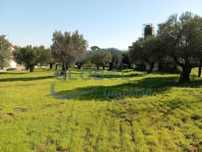 Terreno para Venda em Pedrogão Foto 4