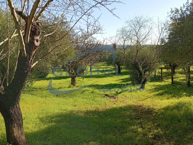 Terreno para Venda em Pedrogão Foto 6