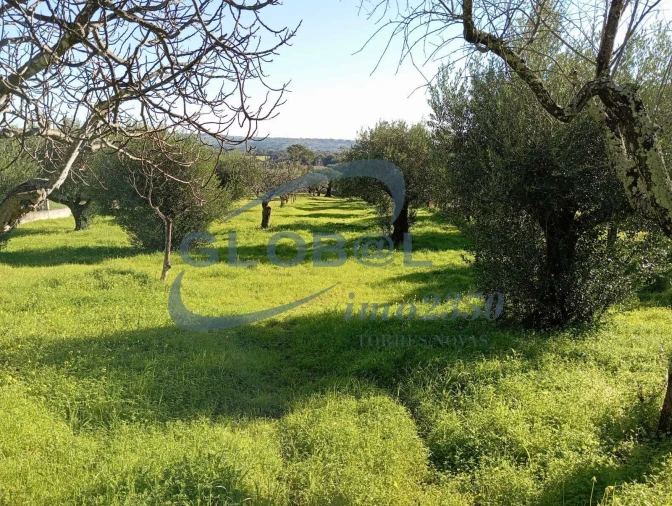 Terreno para Venda em Pedrogão Foto 7