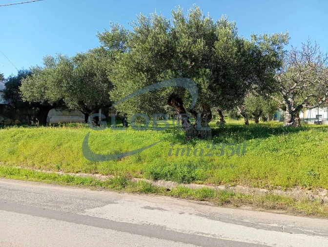 Terreno para Venda em Pedrogão Foto 2