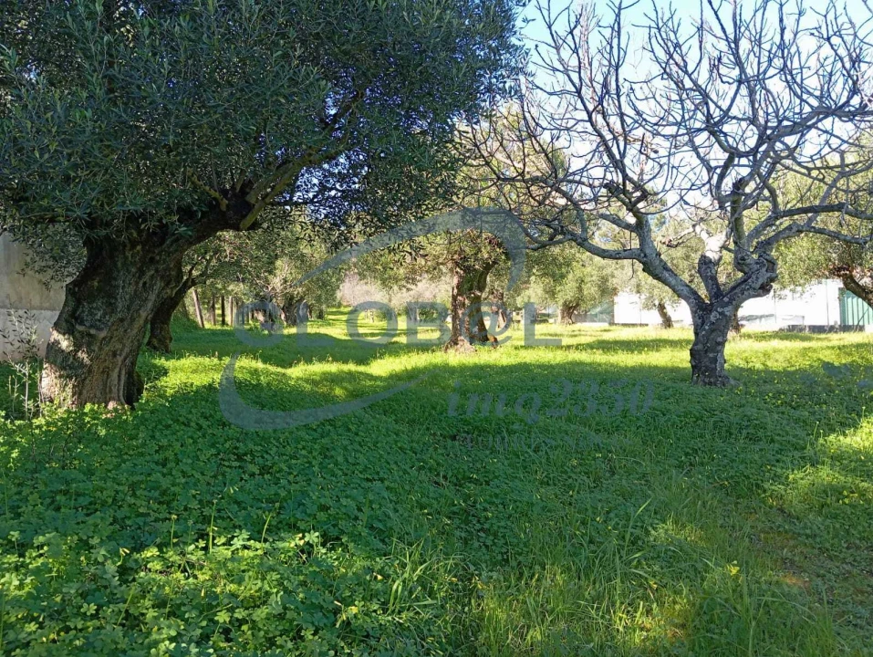 Terreno para Venda em Pedrogão Foto 8