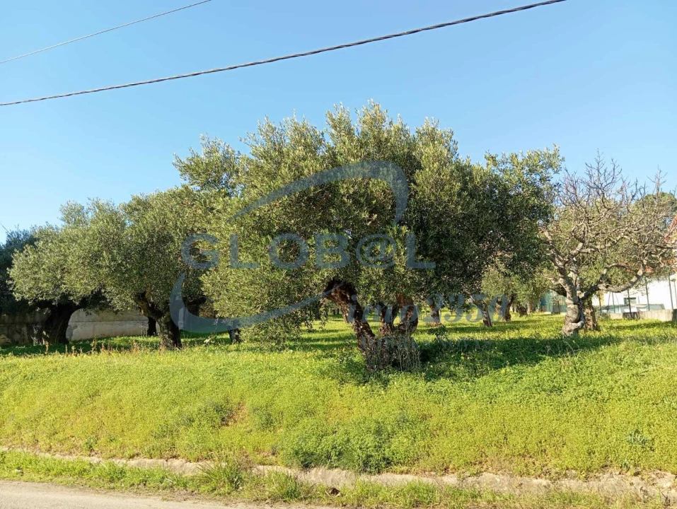 Terreno para Venda em Pedrogão Foto 3