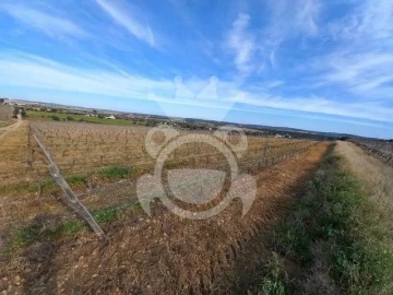 Terreno para Venda em Reguengos de Monsaraz