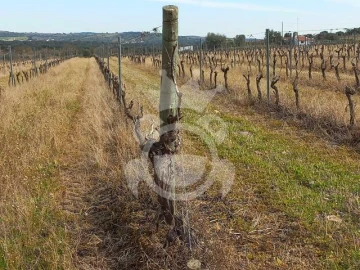 Terreno para Venda em Reguengos de Monsaraz