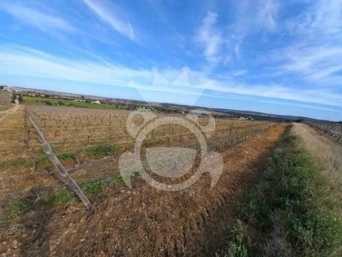Terreno para Venda em Reguengos de Monsaraz Foto 5