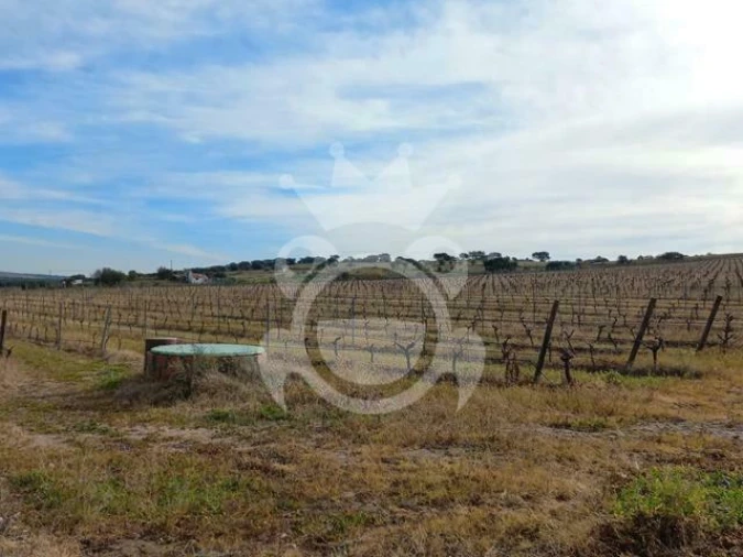 Terreno para Venda em Reguengos de Monsaraz Foto 9