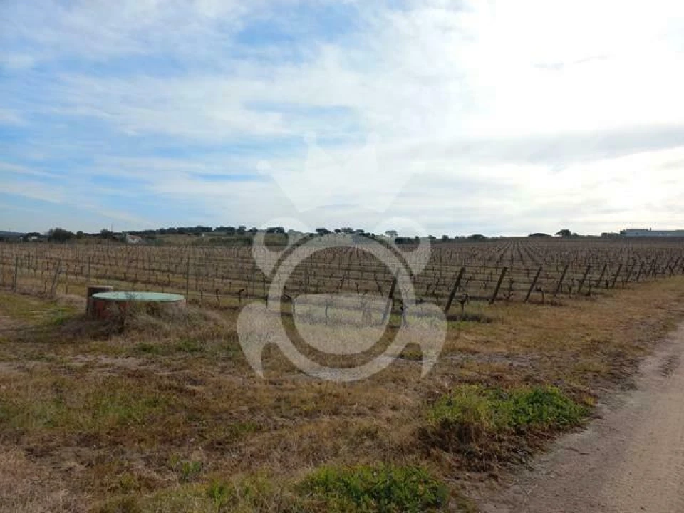 Terreno para Venda em Reguengos de Monsaraz Foto 8