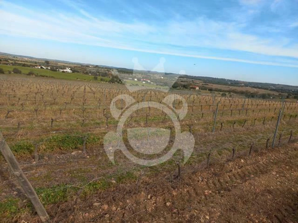 Terreno para Venda em Reguengos de Monsaraz Foto 6
