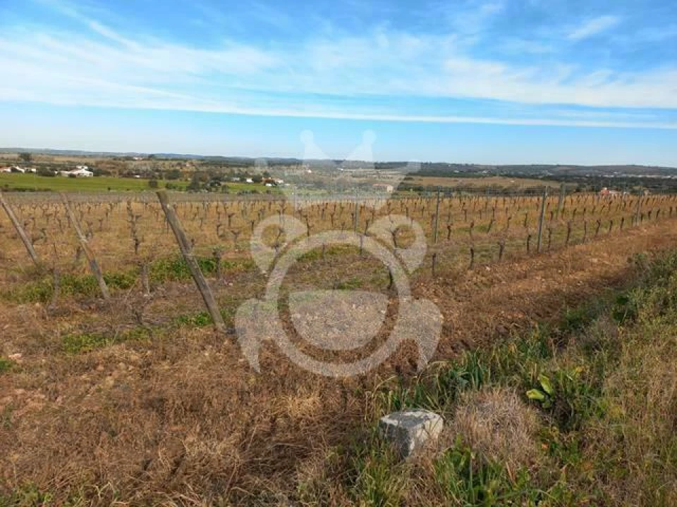 Terreno para Venda em Reguengos de Monsaraz Foto 11