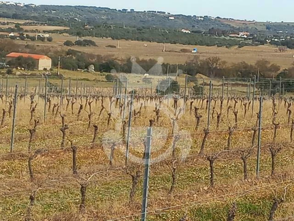 Terreno para Venda em Reguengos de Monsaraz Foto 2