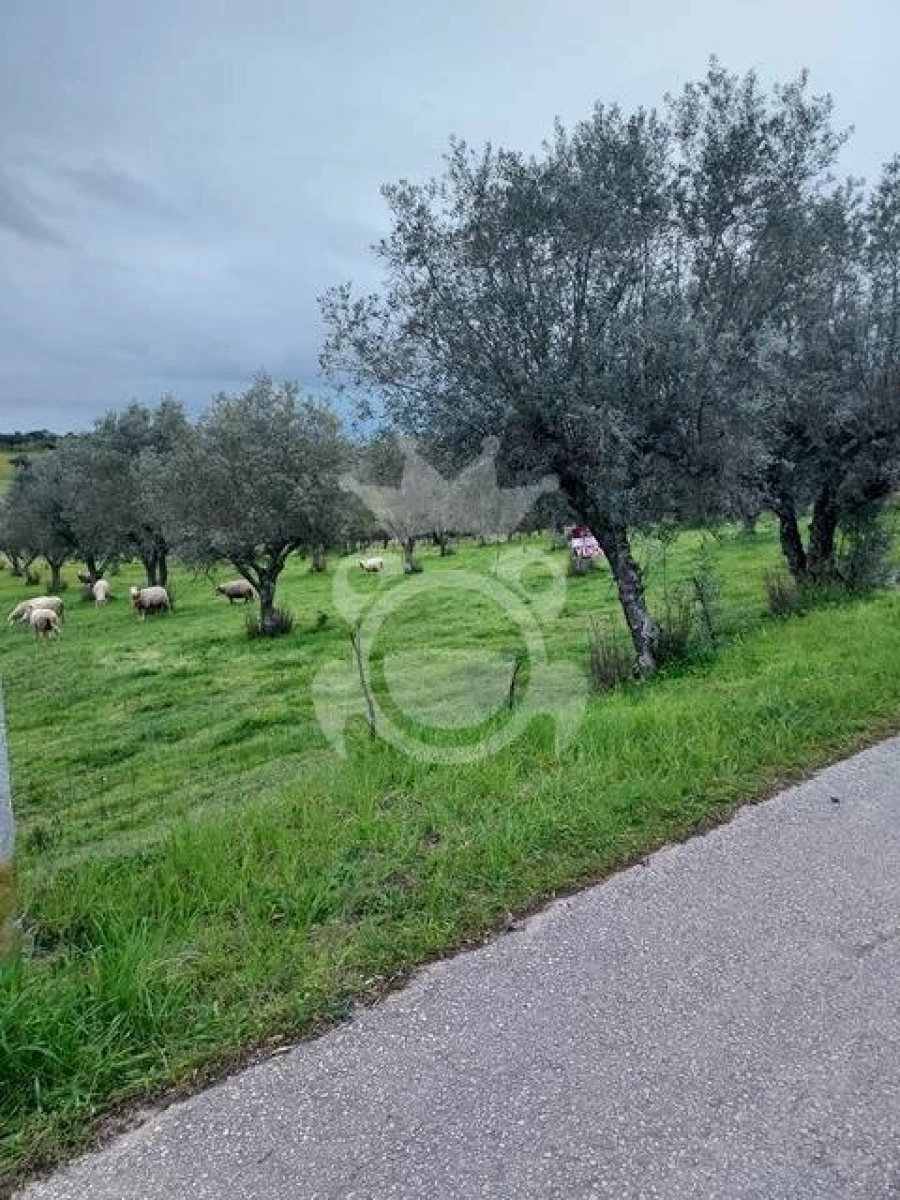 Terreno para Venda em Capelins (Santo Antonio) Foto 2