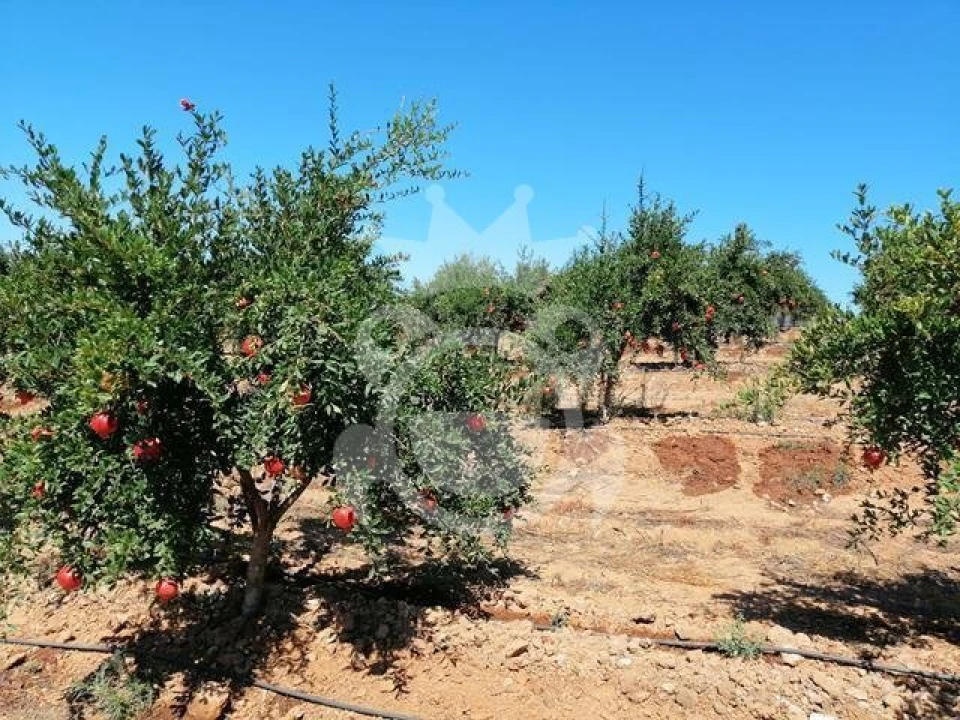 Terreno para Venda em Santiago Maior Foto 8