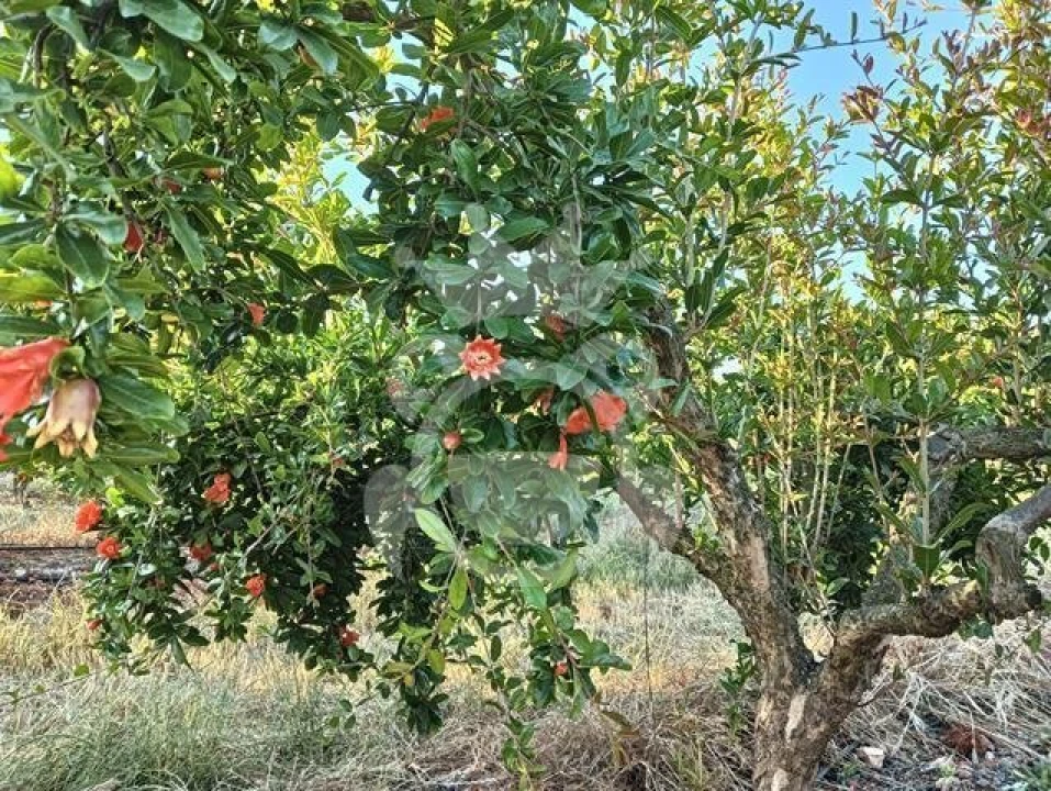 Terreno para Venda em Santiago Maior Foto 17