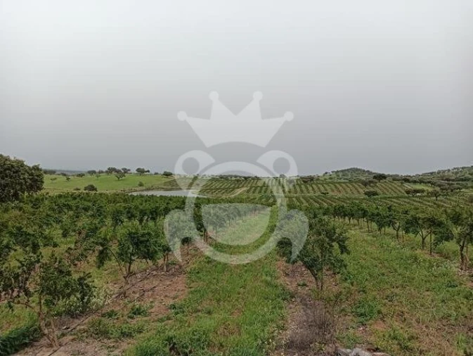 Terreno para Venda em Santiago Maior Foto 3